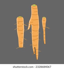 vector of three carrot vegetables with different unique shapes