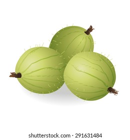 Vector three gooseberries with shadow. Eps 10 vector file. 