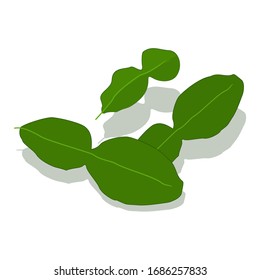 Vector three pieces of bergamot leaf with shadow. Illustration of green leaf.