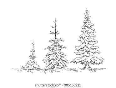 vector -three spruce trees at winter time