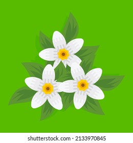 vector three white flowers concept