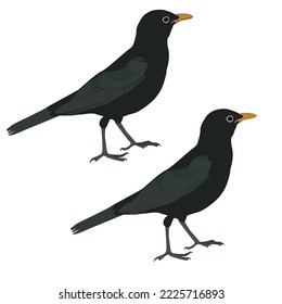 Vector thrush, black bird, jackdaw, crow off white background