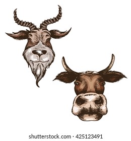 vector thumbnail images of the head goat and cow isolated on a white background handmade in retro sketch style