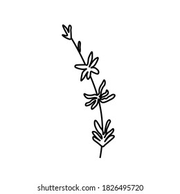 Vector thyme branch with a black line.Simple food and cooking illustration in doodle style on a white isolated background hand drawn.Design for social networks,web,banners,menus,recipes.