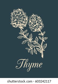 Vector thyme branch illustration with flowers. Hand drawn botanical sketch of aromatic plant. Spice isolated on dark background.