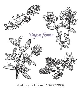 Vector thyme flowers. Hand drawn  graphics elements black and white sketch.set Illustration for design package, drinks