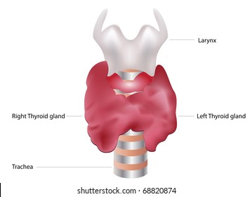 187 Thyroid gland cross section Images, Stock Photos & Vectors ...