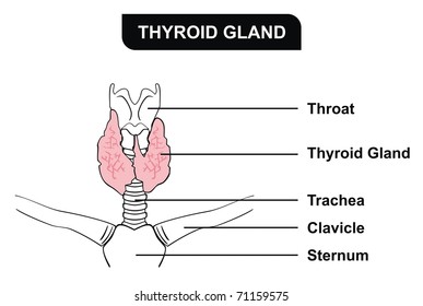 VECTOR Thyroid Gland Parts included throat thyroid gland trachea clavicle sternum Useful for Education and Clinics