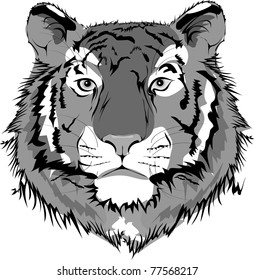 vector tiger