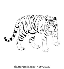 vector tiger. black and white image