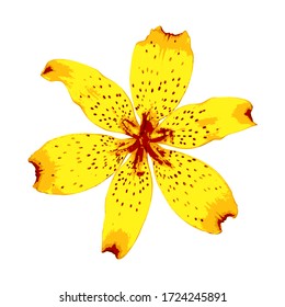 flor de lirio vectorial aislada en fondo blanco