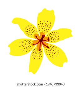 vector tiger lily flower isolated on white background