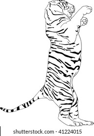vector -Tiger  standing on hind legs