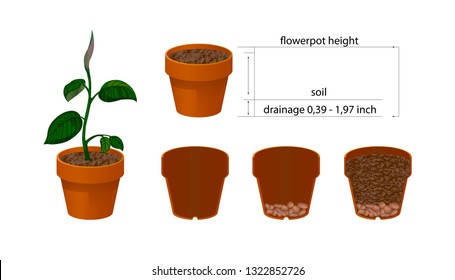 Concepto de infografía de la escala vectorial del proceso de plantación en diseño plano. Ilustración de macetas de flores de cerámica con suelo en maceta. Fase de crecimiento