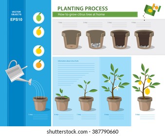 Vector timeline infographic concept of planting process in flat design. How to grow citrus tree at home easy step by step. Illustration of ceramic flower pots with potting soil. Growth stage