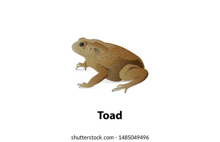 Vector toad with shadow on a white background Is an amphibian