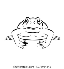  Vector toad front image design Isolated the white background  Amphibian  Animal  Frog Icon  logo   