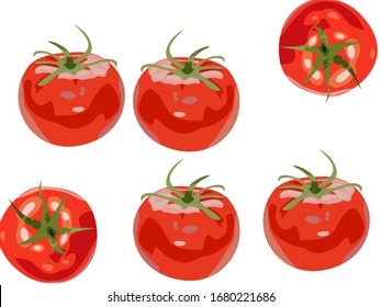 vector of a tomato fruit, cartoon