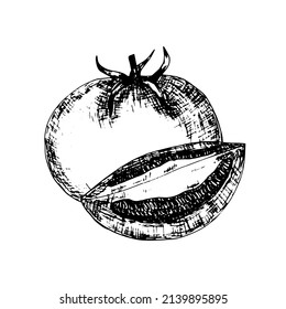 Vector tomato graphic sketch. Hand drawn tomato illustration