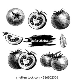 Vector tomato hand drawn sketch. Sketch vector  food illustration. Vintage style