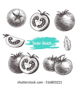 Vector tomato hand drawn sketch. Sketch vector  food illustration. Vintage style