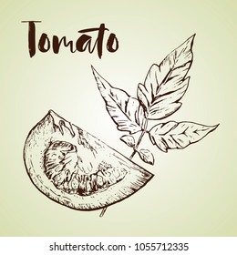 Vector tomato handdrawn illustration in the style of engraving. Organic hand drawn elements. Farm market sketch of vegetables.