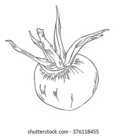 Vector tomato illustration. White background.
