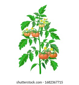 vector tomato plant illustration isolated on white background. healthy flowering tomato bush with green and ripening fruits on branches. realistic vegetable plant icon for gardening or farming design