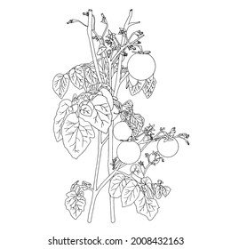Vector tomatoes. Hand drawn illustration of tomatoes on a branch with leaves, organic food. Botanical illustration, isolated on white background