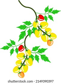 Vector - Tomatoes plant template, watercolor illustration. Vegetables.