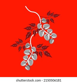 Vector - Tomatoes plant template, watercolor illustration. Vegetables.