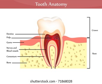 Vector Tooth Anatomy. Detailed Diagram. Beautiful Bright Colors