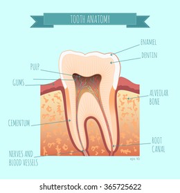 Vector tooth anatomy for your design