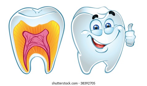 vector tooth smiling and teeth in section