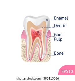 Vector Tooth Structure Isolated Stock Vector (Royalty Free) 393113086 ...