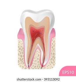 Vector tooth structure. Isolated. 