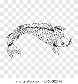 Vector top view or flat lay hand draw sketch koi fish at transparent effect background
