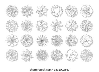 Tree Top Tree Plan Free Hand Stock Vector (Royalty Free) 1521184688 ...