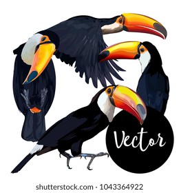 Vector Toucan Bird Illustration Set