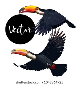 Vector Toucan Bird Illustration Set