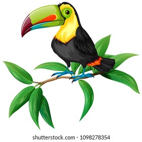 Un vector de la ilustración Toucan on White Background