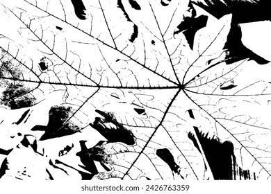 Vector trace of Green Fern, leaf pattern ferns. Texture of tropical species plant. Black and white tropical flora. Exotic plant trace texture.