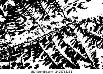 Vector trace of Green Fern, leaf pattern ferns. Texture of tropical species plant. Black and white tropical flora. Exotic plant trace texture.