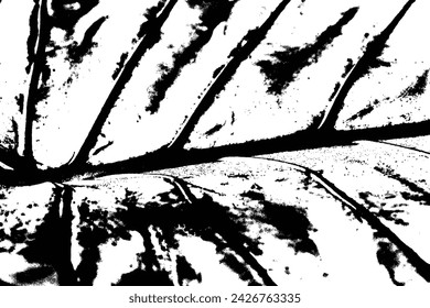 Vector trace of rainforest plant, leaf pattern ferns. Texture of tropical species plant. Black and white tropical flora. Exotic plant trace texture.