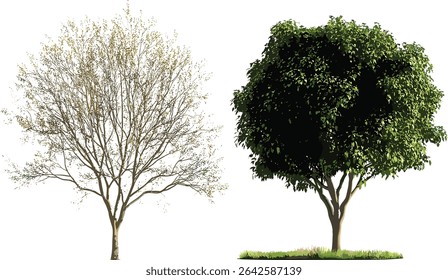 Vector transition trees serenity isolated, transparent background, nature calm, peaceful landscape, vector trees, green serenity, isolated tree image, serene nature