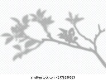 Vector Transparent Shadow of Bloom Apple Tree Branch with Leaves. Decorative Design Element for Presentations and Mockups. Creative Overlay Effect