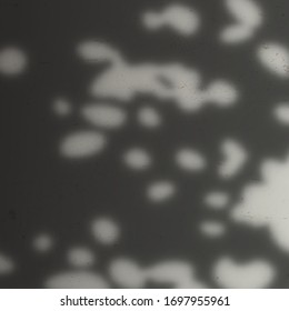 Vector Transparent Shadow of Foliage Silhouette. Decorative Design Element for Banners. Creative Overlay Effect for Mockups