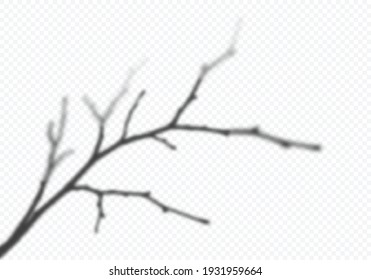 Vector Transparent Shadow of Tree Branch. Decorative Design Element for Presentations and Mockups. Creative Overlay Effect of Tree Shadow