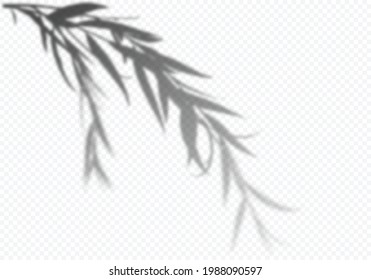 Vector Transparent Shadow of Tree Branch with Leaves. Decorative Design Element for Presentations and Mockups. Realistic Overlay Effect