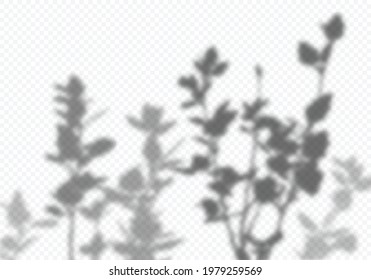 Vector Transparent Shadow of Tree Branches with Leaves. Decorative Design Element for Presentations and Mockups. Creative Overlay Effect